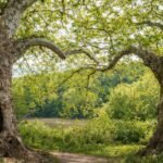 highbanks metro park notable old trees lewis center
