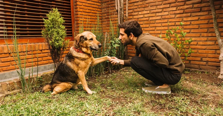 Leash CodeHS Answers